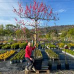 Broskyňa obyčajná (Prunus persica) ´REDHAVEN´ výška: 300 cm, obvod kmeňa: 24/26 cm, kont. C230L - tvarovaná stena